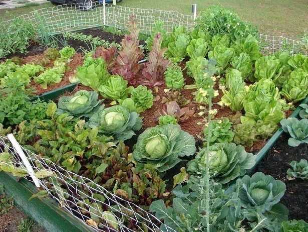home-garden-vegetables-ideas-59_8 Начало Градина зеленчуци идеи