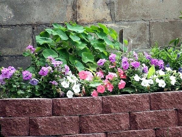landscaping-bricks-for-edging-73_12 Озеленяване тухли за Кант