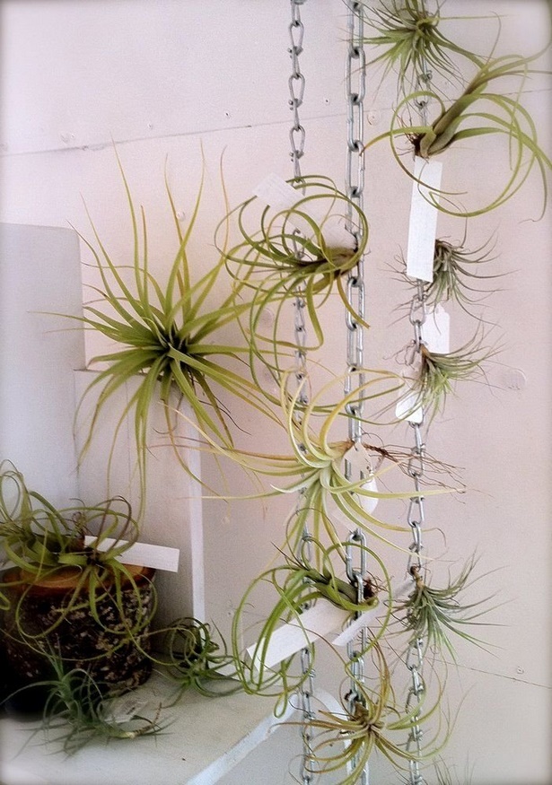 plant-decoration-ideas-30_15 Идеи за декорация на растения