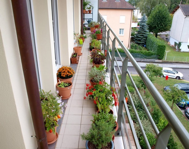 plants-for-apartment-balcony-98_12 Растения за апартамент балкон