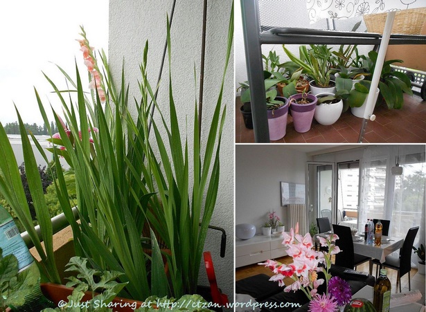 plants-for-apartment-balcony-98_5 Растения за апартамент балкон