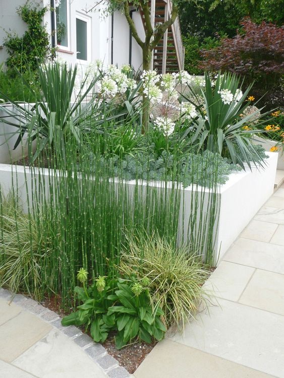 Растения за съвременен градински дизайн