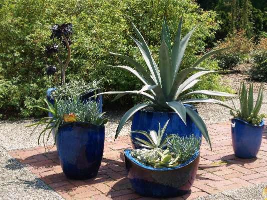 plants-for-pots-in-the-sun-95 Растения за саксии на слънце
