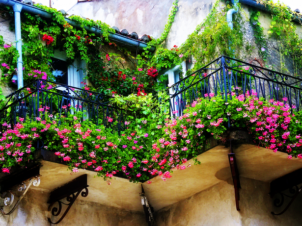 plants-for-small-balcony-20 Растения за малък балкон
