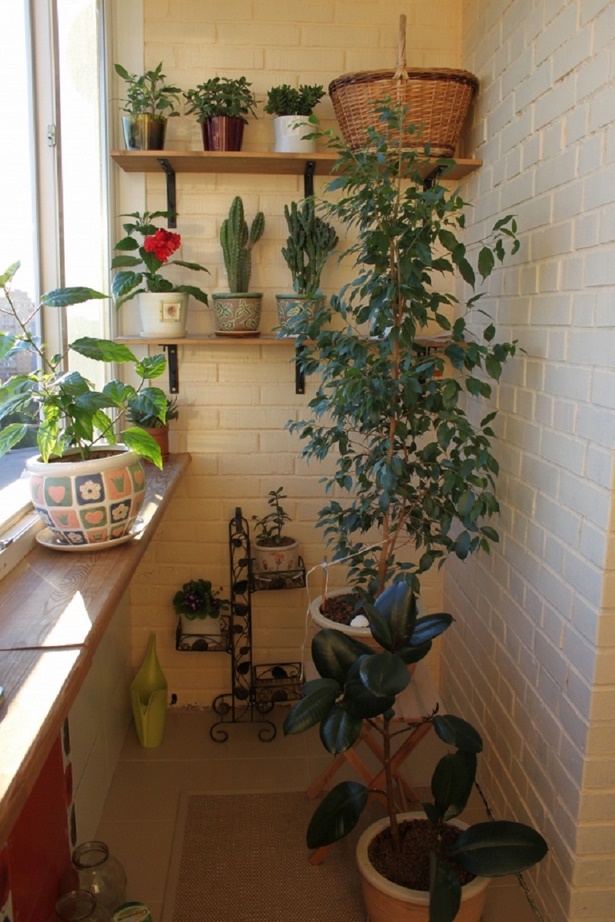 plants-for-small-balcony-20_13 Растения за малък балкон