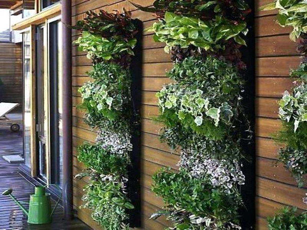plants-for-small-balcony-20_17 Растения за малък балкон