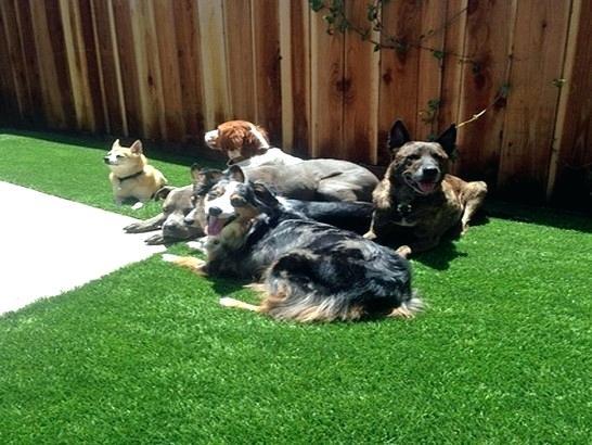 dog-landscaping-ideas-for-small-yards-50_7 Куче озеленяване идеи за малки дворове