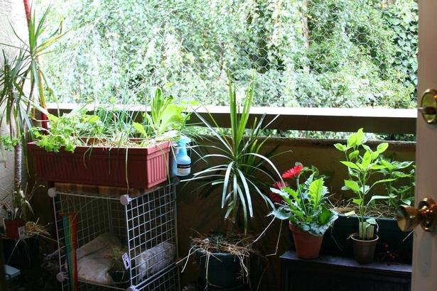plants-for-small-apartment-balcony-11_17 Растения за малък апартамент балкон