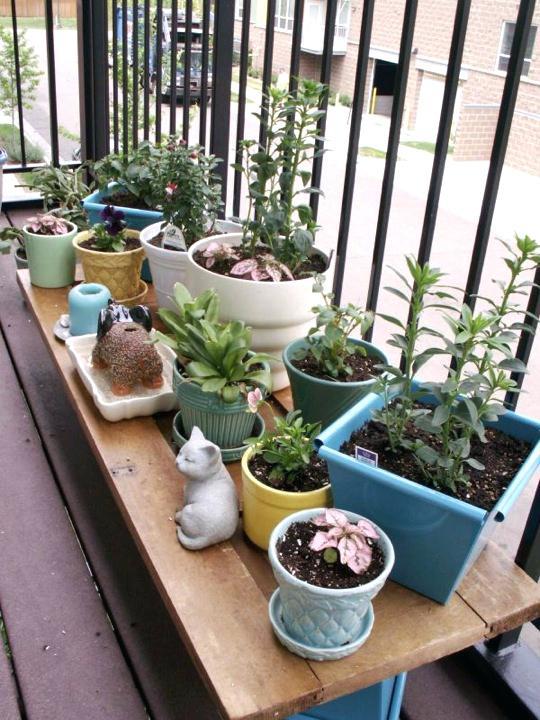 plants-for-small-patio-gardens-04_13 Растения за малки двор градини