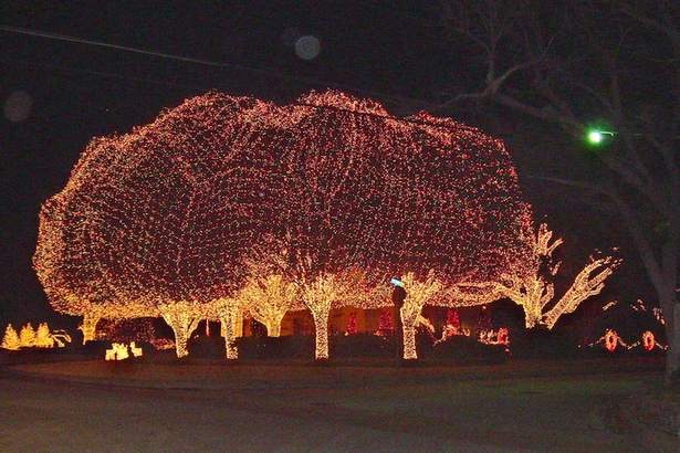 christmas-lights-outdoor-tree-ideas-46 Коледни светлини идеи за открито дърво