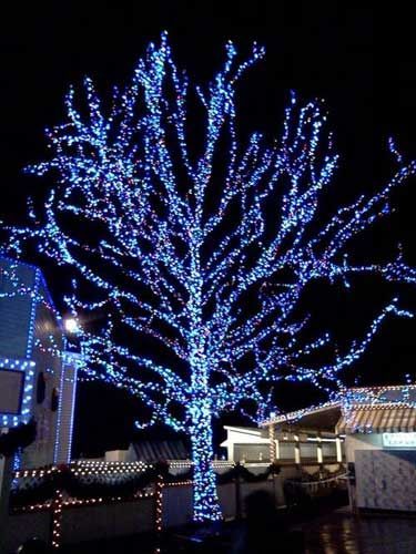 christmas-lights-outdoor-tree-ideas-46_7 Коледни светлини идеи за открито дърво