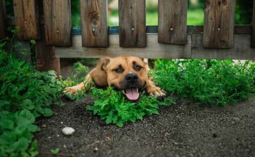 dog-friendly-backyard-ideas-57_12 Куче приятелски задния двор идеи
