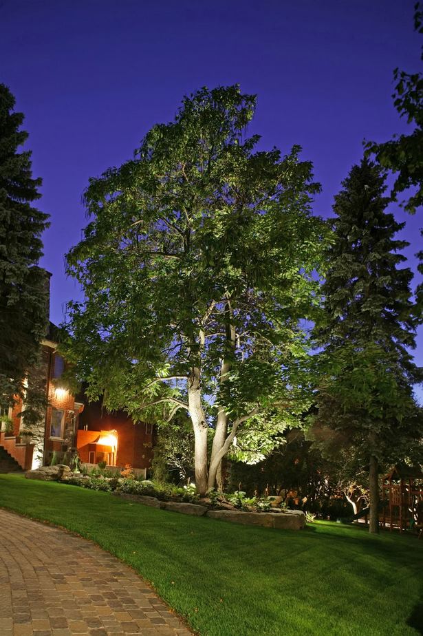 lighting-trees-in-backyard-73_17 Осветление дървета в задния двор