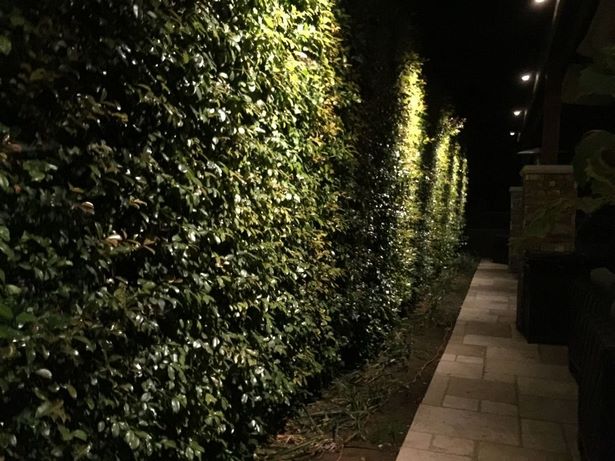 outdoor-hedge-lights-50_10 Външни хедж светлини