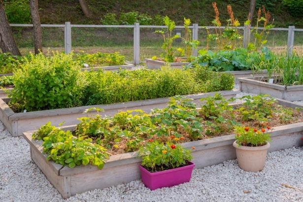 what-is-the-best-raised-garden-bed-77_13 Какво е най-доброто повдигнато градинско легло