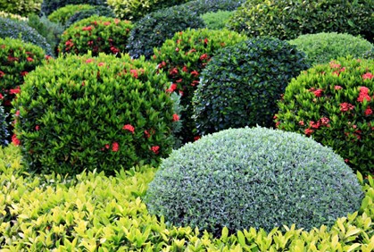 bush-landscaping-ideas-26_20 Буш озеленяване идеи