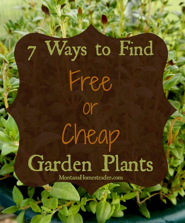 cheap-landscaping-plants-13_4 Евтини озеленителни растения
