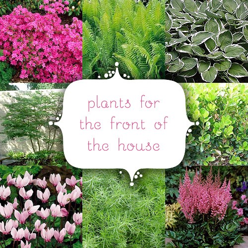 ideas-for-plants-in-front-of-house-66_20 Идеи за растения пред къщата