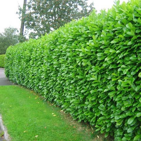 inexpensive-shrubs-for-landscaping-72_14 Евтини храсти за озеленяване