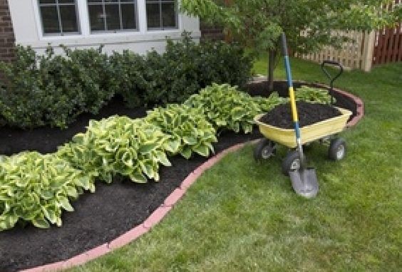 inexpensive-shrubs-for-landscaping-72_16 Евтини храсти за озеленяване