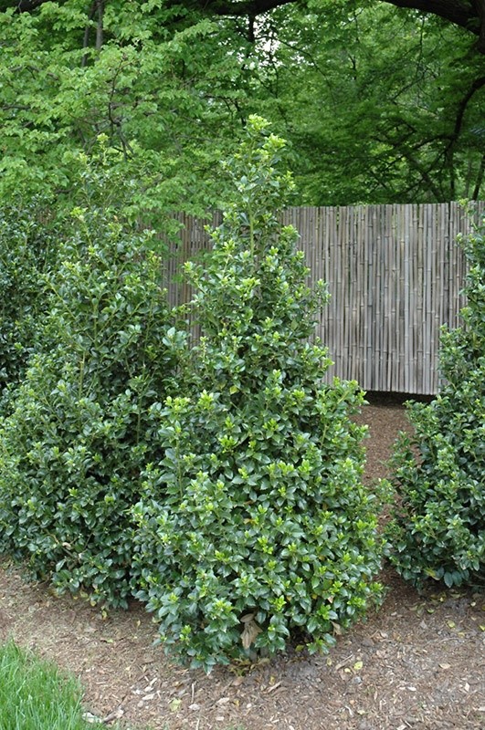 inexpensive-shrubs-19_16 Евтини храсти