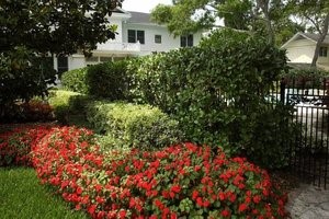 inexpensive-shrubs-19_6 Евтини храсти