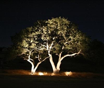 landscape-lighting-for-trees-49_14 Ландшафтно осветление за дървета