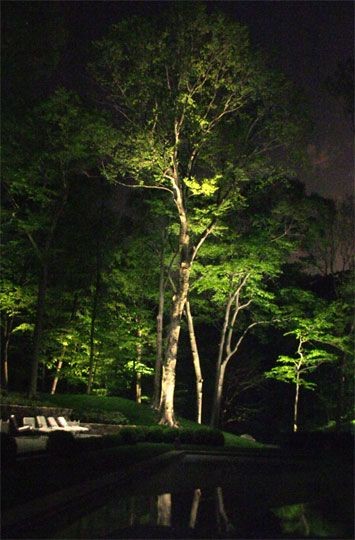 landscape-lighting-for-trees-49_15 Ландшафтно осветление за дървета