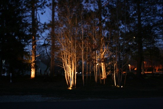 landscape-lighting-for-trees-49_19 Ландшафтно осветление за дървета