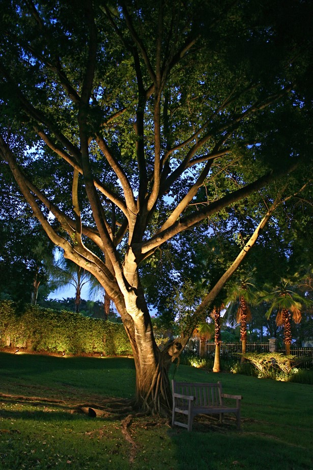 landscape-lighting-for-trees-49_5 Ландшафтно осветление за дървета