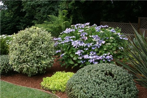 landscaping-shrubs-for-front-of-house-17_14 Озеленяване храсти за предната част на къщата