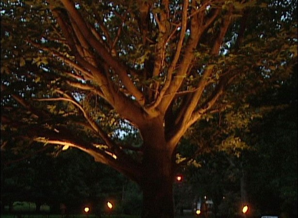 outdoor-lighting-for-trees-low-voltage-97_3 Външно осветление за дървета ниско напрежение