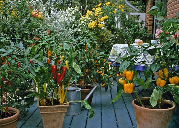patio-veggie-garden-00_6 Вътрешен двор зеленчукова градина