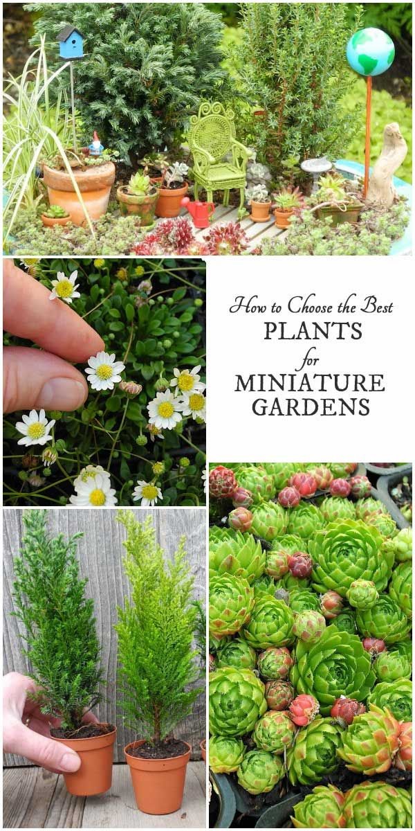 pictures-of-miniature-gardens-91_10 Снимки на миниатюрни градини