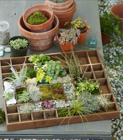 pictures-of-miniature-gardens-91_9 Снимки на миниатюрни градини