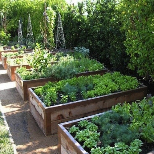 raised-bed-for-vegetable-garden-70_7 Повдигнато легло за зеленчукова градина