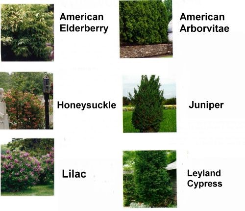 small-shrubs-for-landscaping-40_18 Малки храсти за озеленяване