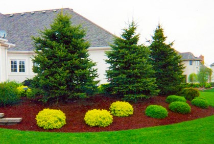 small-shrubs-for-landscaping-40_20 Малки храсти за озеленяване