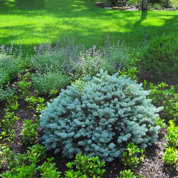 small-shrubs-for-landscaping-40_8 Малки храсти за озеленяване