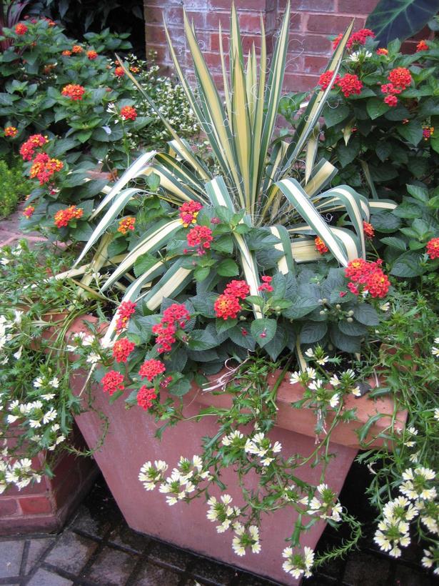 annual-flower-pot-arrangements-75 Годишни саксии за цветя