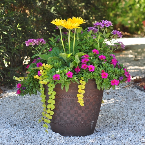 annual-flower-pot-arrangements-75_14 Годишни саксии за цветя