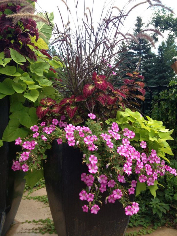 annual-flower-pot-arrangements-75_4 Годишни саксии за цветя
