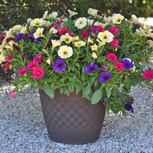 annual-flower-pot-arrangements-75_7 Годишни саксии за цветя