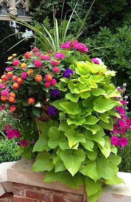 annual-flower-pot-arrangements-75_8 Годишни саксии за цветя