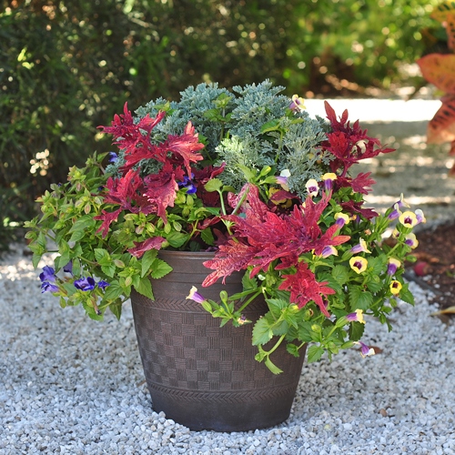 annual-flower-pot-arrangements-75_9 Годишни саксии за цветя
