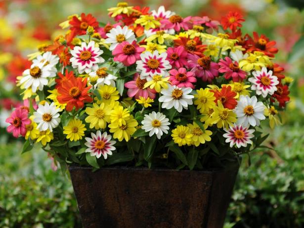 annual-flower-pots-ideas-00 Годишни саксии за цветя Идеи