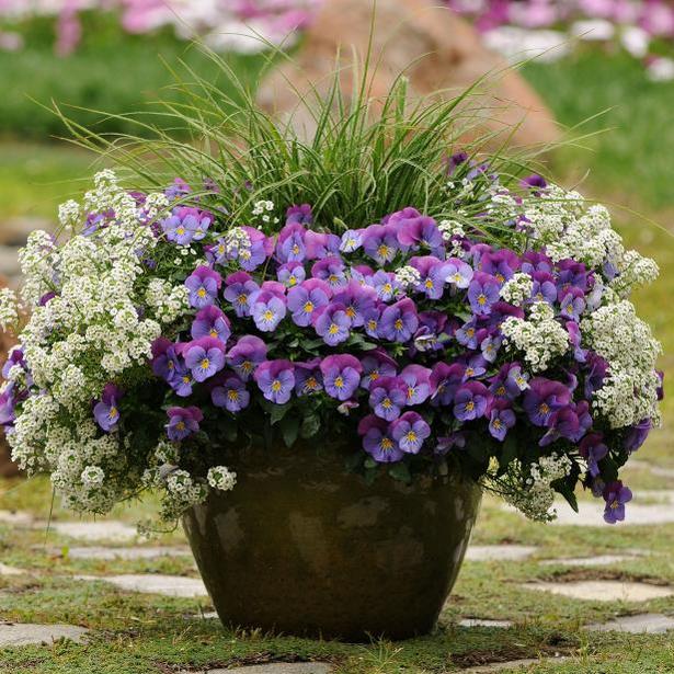 annual-flower-pots-ideas-00_2 Годишни саксии за цветя Идеи