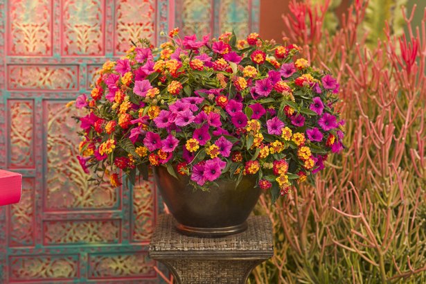 beautiful-flower-pot-arrangements-65_18 Красиви саксии за цветя
