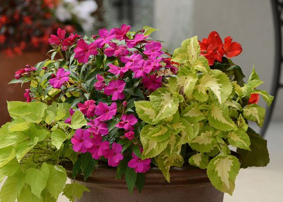 beautiful-outdoor-flower-pot-arrangements-07_19 Красиви външни саксии за цветя