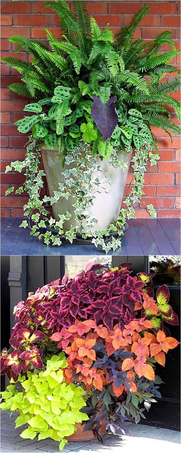 best-flowers-for-container-gardening-17_10 Най-добрите цветя за контейнер градинарство